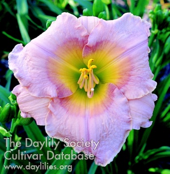 Daylily Silver Quest